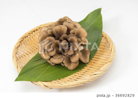 舞茸 36692829