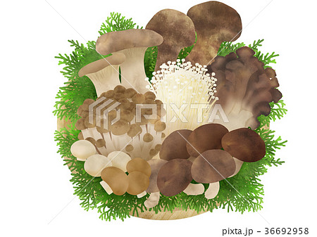 きのこ盛り合わせ（ヒバ） 36692958