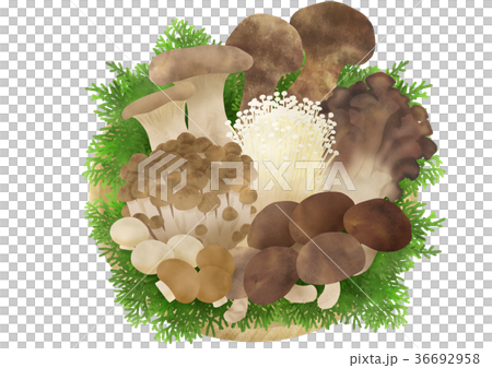 きのこ盛り合わせ（ヒバ） 36692958