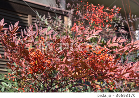 ナンテン(南天) ナンテン(南天) 36693170