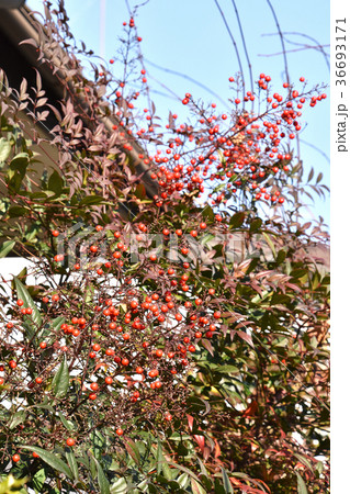 ナンテン（南天） 36693171