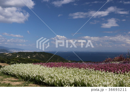 あわじ花さじき あわじ花さじき 36693211