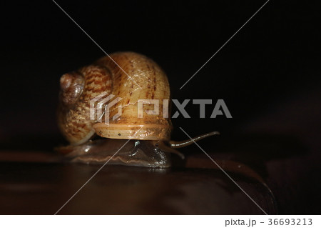 生き物 巻貝 リュウキュウヤマタニシ、山原の山に住んでいる大きくてきれいなヤマタニシ 生き物 巻貝 リュウキュウヤマタニシ、山原の山に住んでいる大きくてきれいなヤマタニシ 36693213