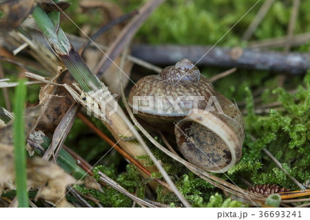 生き物　巻貝　リュウキュウヤマタニシ、蓋つき。周縁角が目立つ分厚めの殻を持っています 36693241