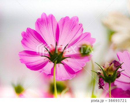 the pink cosmos flower in the garden field the pink cosmos flower in the garden field 36693721