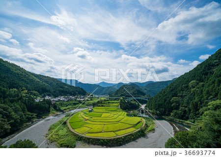 あらぎ島の夏 あらぎ島の夏 36693774