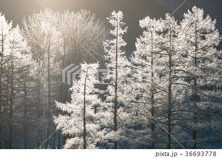 樹氷の輝き 樹氷の輝き 36693778