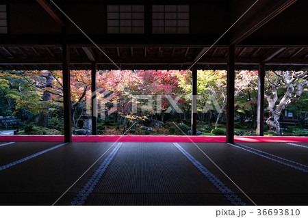 圓光寺の紅葉 36693810