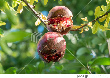 ザクロ ザクロ 36693860