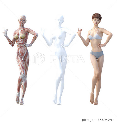 女性　解剖　筋肉　３DCG　イラスト素材 36694291