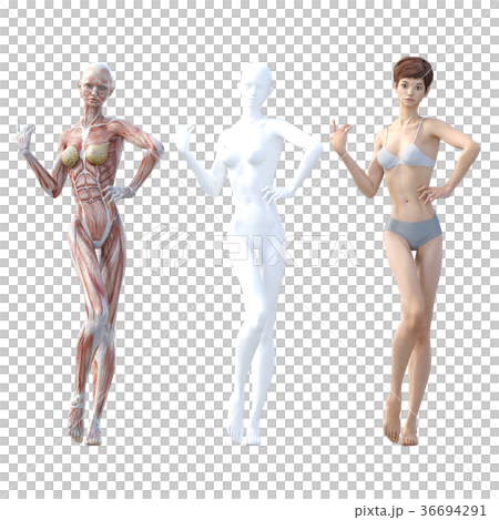 女性　解剖　筋肉　３DCG　イラスト素材 36694291