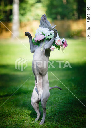 thai ridgeback dog in flower wreath 36694494