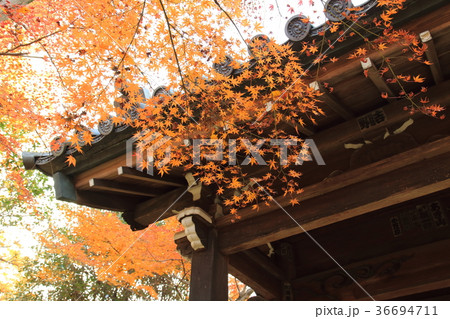 秋の本土寺　 36694711