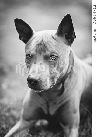 thai ridgeback dog outdoors 36694712