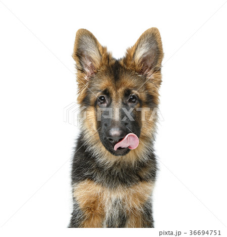 beautiful german shepard puppy beautiful german shepard puppy 36694751