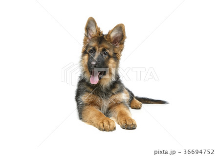 beautiful german shepard puppy beautiful german shepard puppy 36694752