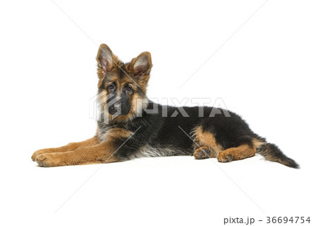 beautiful german shepard puppy 36694754