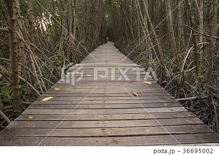 Wooden Bridge in Mangrove Forest at Laem Phak Bia 36695002