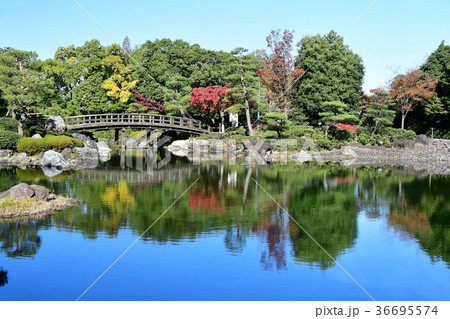 秋の白鳥庭園 秋の白鳥庭園 36695574