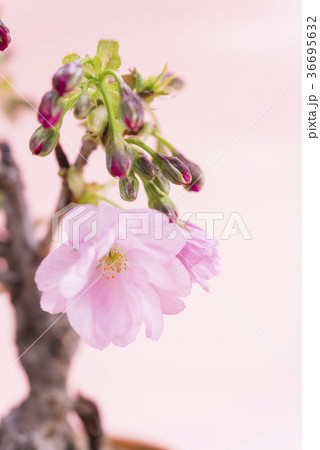 満開の旭山桜 36695632
