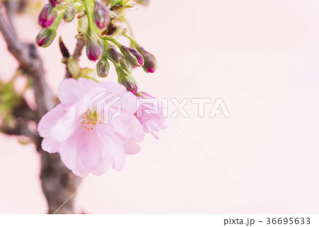 満開の旭山桜 満開の旭山桜 36695633