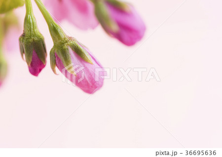 蕾の旭山桜 36695636
