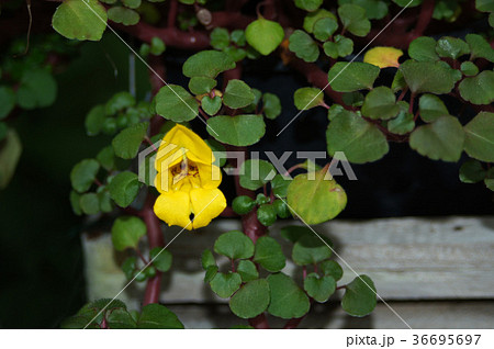 インパチェンス・レペンス 36695697