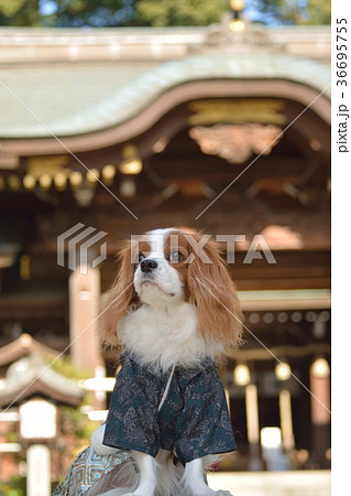 羽織袴姿のキャバリア 羽織袴姿のキャバリア 36695755