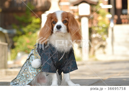 羽織袴姿のキャバリア 羽織袴姿のキャバリア 36695758