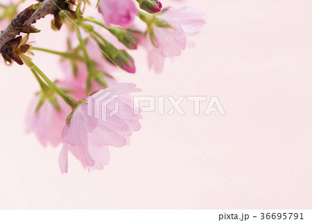 満開の旭山桜 満開の旭山桜 36695791