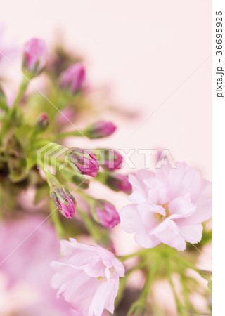 旭山桜 旭山桜 36695926