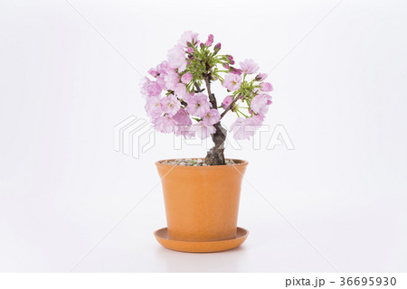 旭山桜 36695930