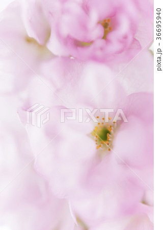 満開の旭山桜 満開の旭山桜 36695940