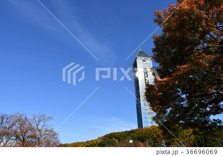 秋の東山植物園 36696069