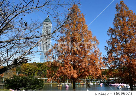 秋の東山植物園 36696073