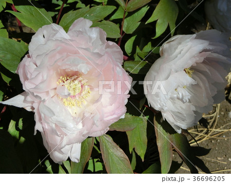 冬牡丹(八重桜) 冬牡丹(八重桜) 36696205