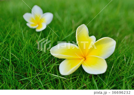 プルメリア プリメリア インドソケイ 36696232