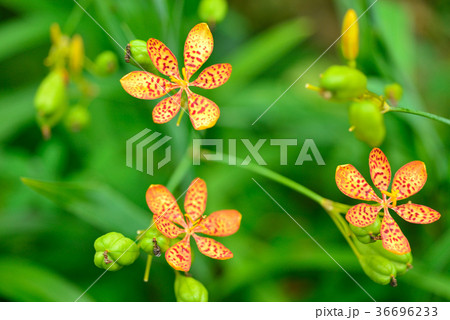 花 フラワー お花 36696233