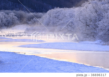 音羽橋からの樹氷とタンチョウ 鶴居村 36696317