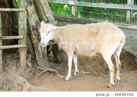 小田原こどもの森｜ヤギ 36696360