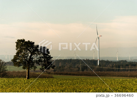 Green environment tree panorama view over wind 36696460