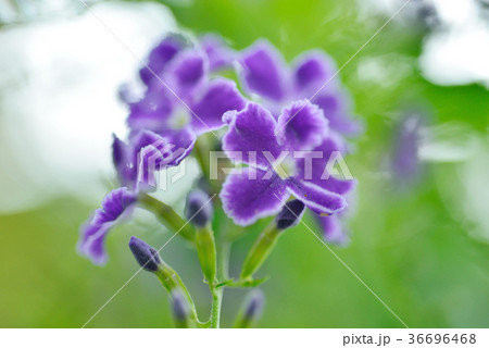 花 フラワー お花 36696468