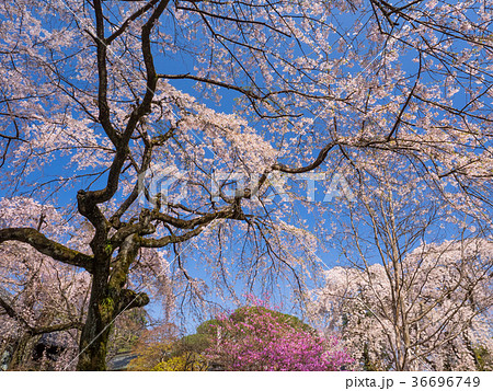 川越中院のしだれ桜の写真素材 [36696749] - PIXTA