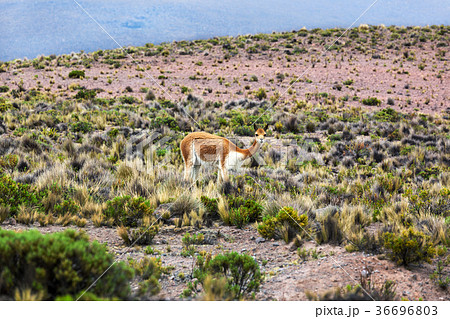 vicuna in the highlands vicuna in the highlands 36696803