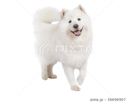 Purebred Samoyed dog, isolated on white 36696907