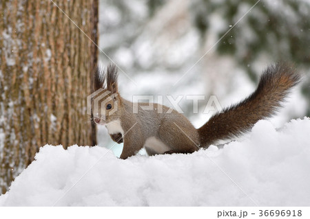 冬のエゾリス 36696918