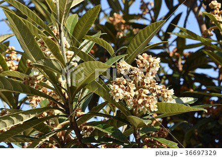 ビワ(枇杷)の木 ビワ(枇杷)の木 36697329