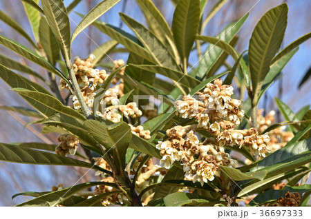 ビワ(枇杷)の木 ビワ(枇杷)の木 36697333