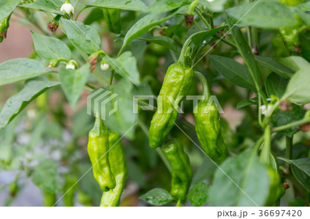 ししとう 家庭菜園 の写真素材