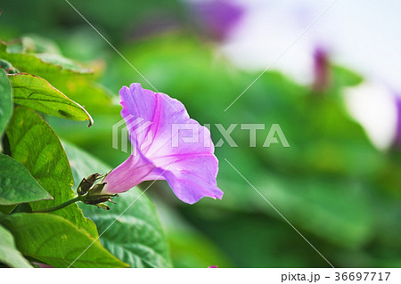 アサガオの可憐な花 36697717